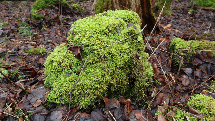 Ein Wald bei Stuttgart