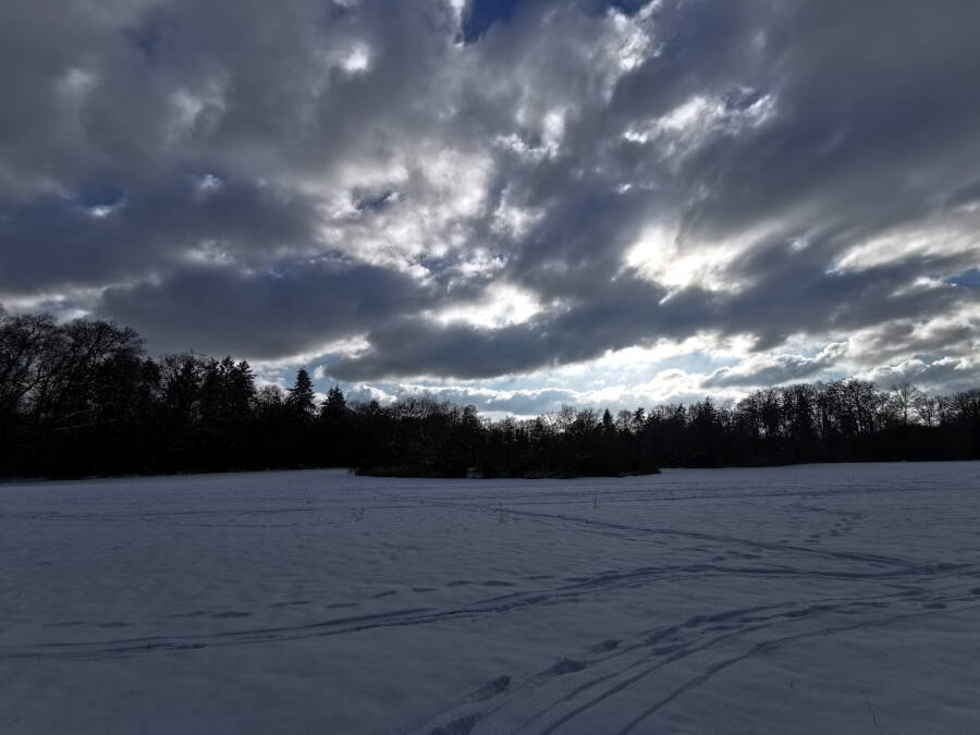 Forstarbeiten im Wald