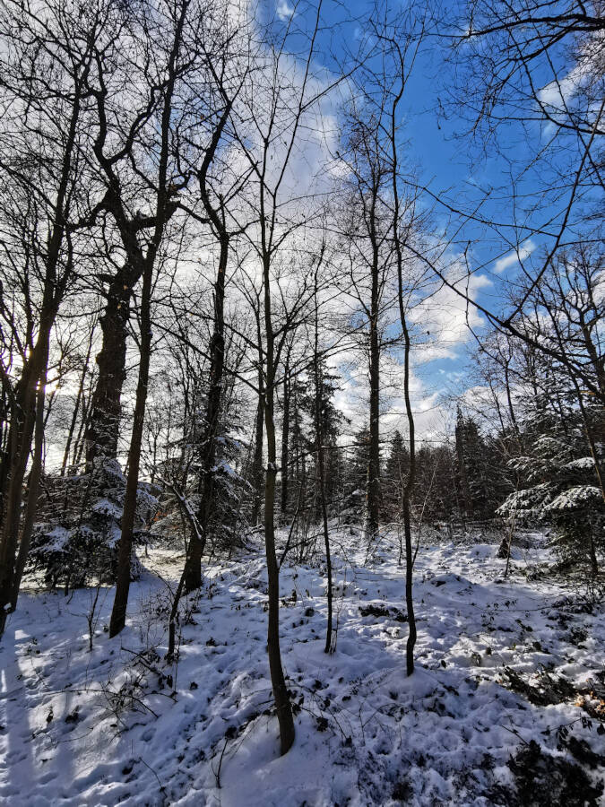 Forstarbeiten im Wald