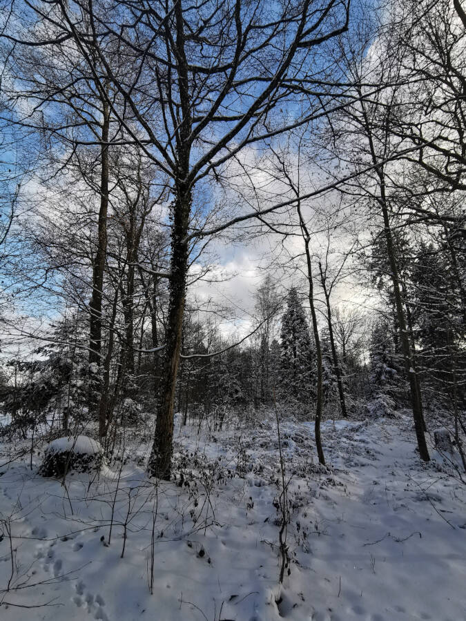 Forstarbeiten im Wald