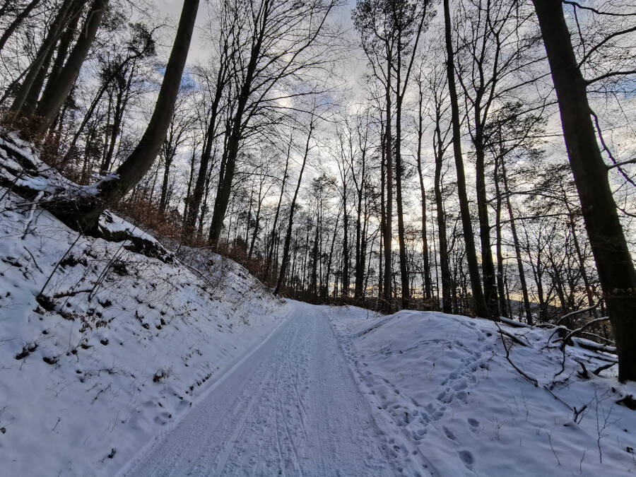 Forstarbeiten im Wald