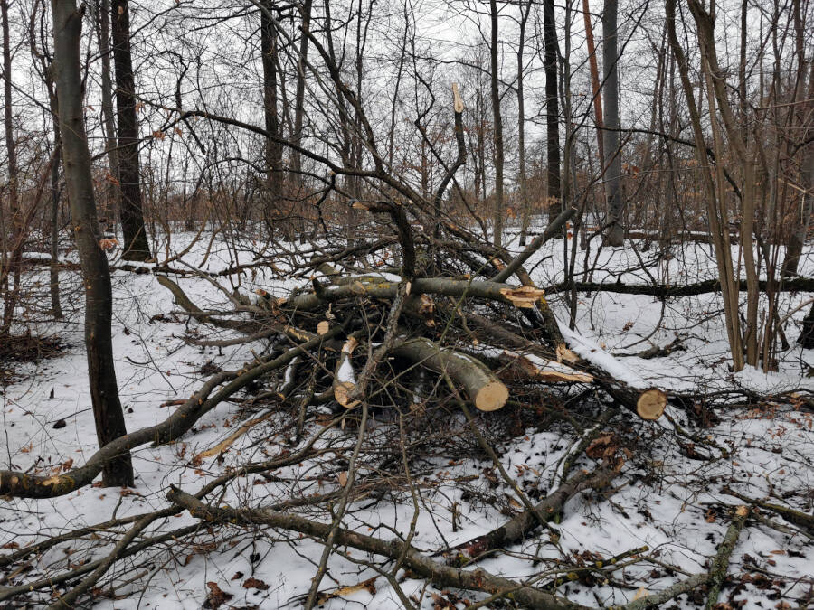 Forstarbeiten im Wald