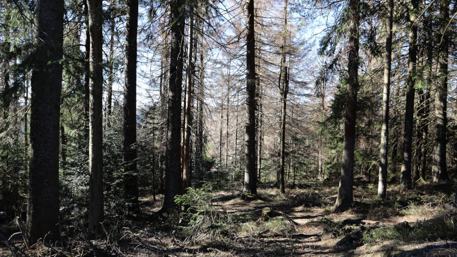 Ruhestein im Schwarzwald