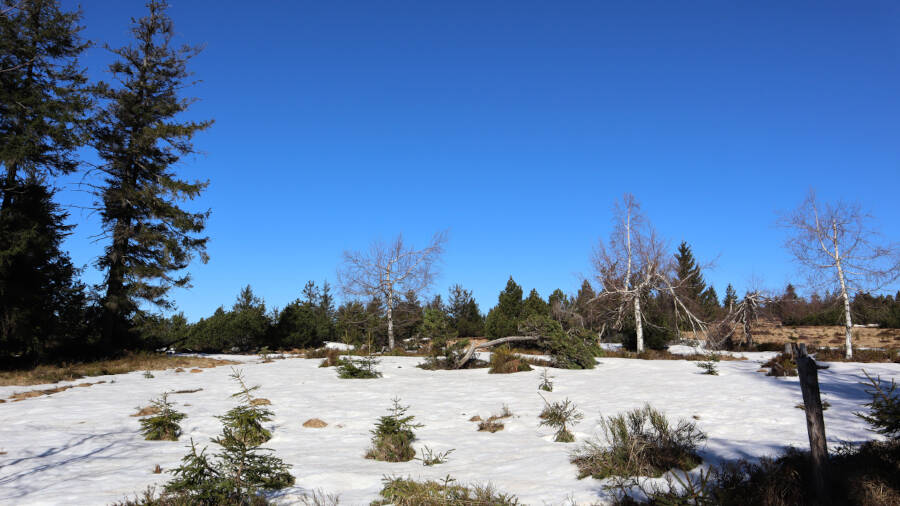 Ruhestein im Schwarzwald