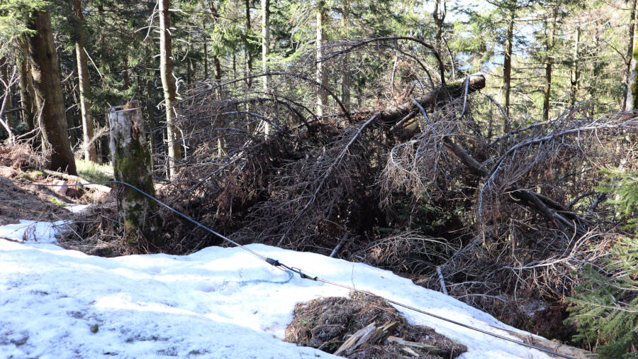 Ruhestein im Schwarzwald