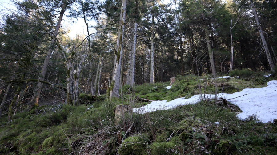 Ruhestein im Schwarzwald