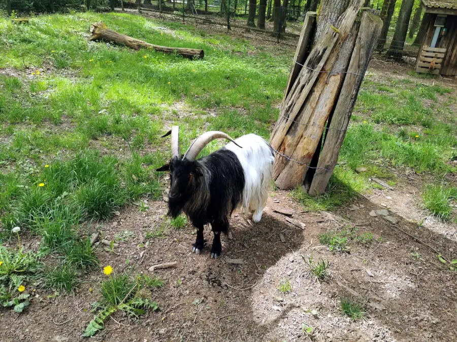Wildpark Pforzheim