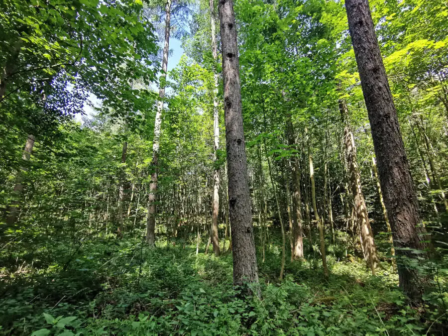 Waldspaziergang