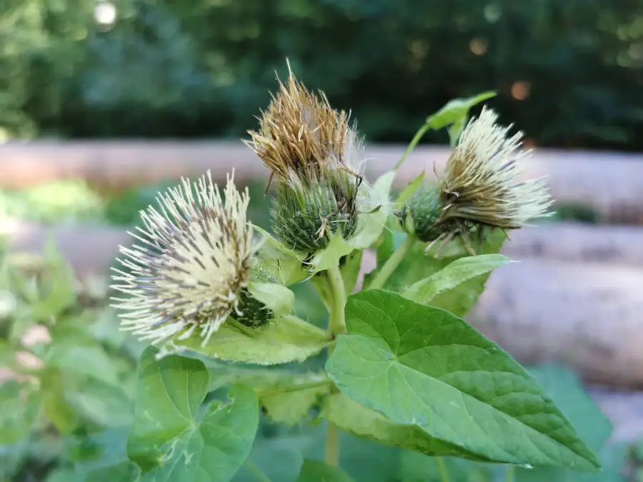 Wildpark im Schönbuch