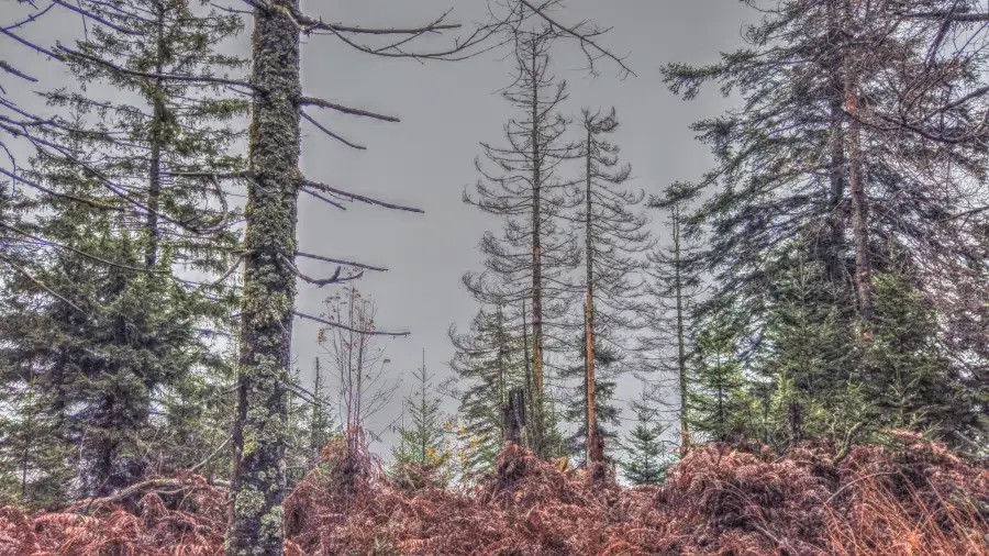 Ruhestein, Schwarzwald