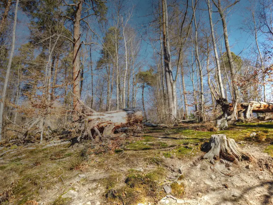Der Bärensee bei Stuttgart