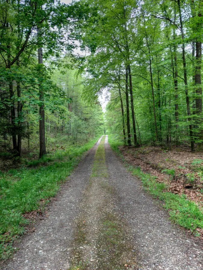 Ein Waldweg