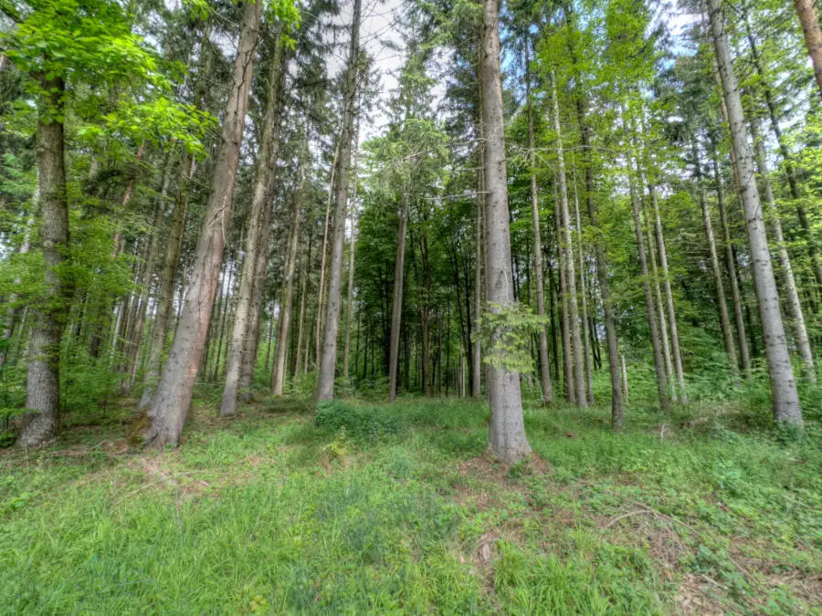 Ich mit meiner Mutter im Wald