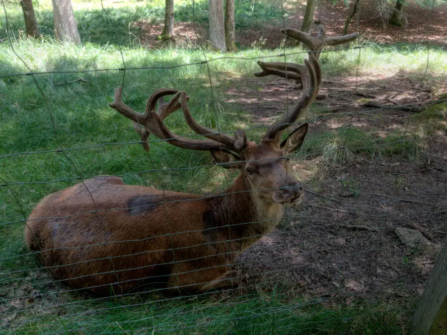 Rotwildpark Stuttgart