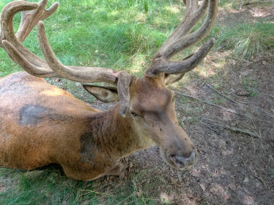 Rotwildpark Stuttgart