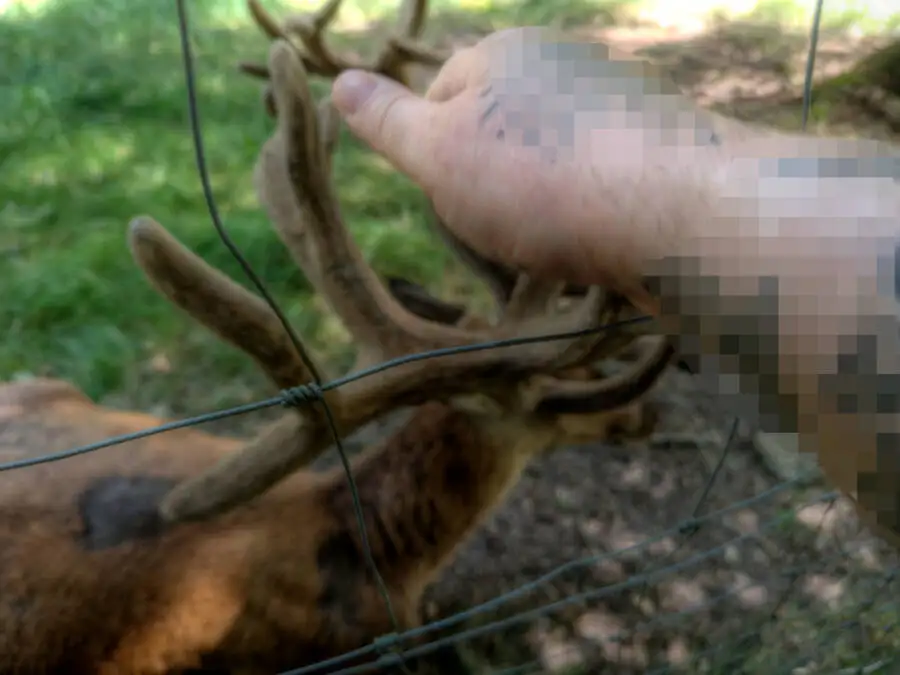 Rotwildpark Stuttgart